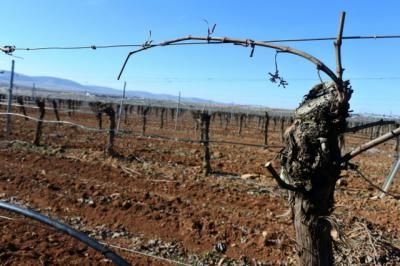 Castilla-La Mancha logra más de la mitad de las plantaciones de viñedo a nivel nacional