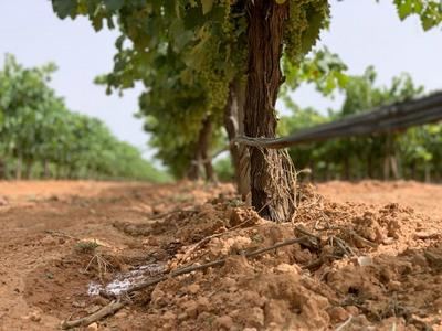 CLM pone a disposición de los agricultores 3,9 millones de euros en ayudas