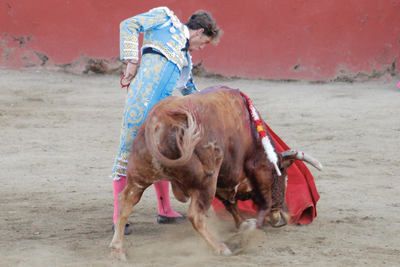 Éxito rotundo de la ganadería Peñajara de Casta Jijona