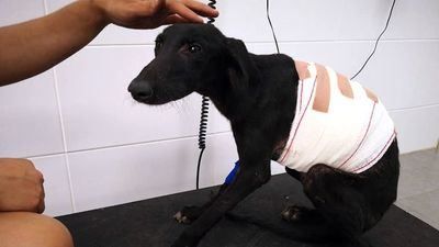 Intentan desollar viva a una cachorra de galgo