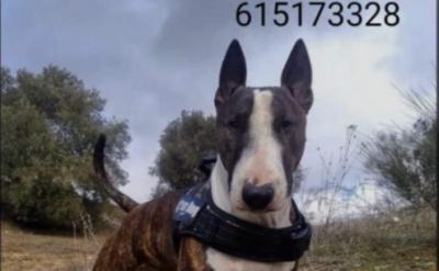 Buscan a Denver, un bull terrier mini que se cayó al río en Talavera