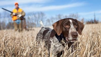 La Ley de Bienestar Animal deja fuera a los perros de caza