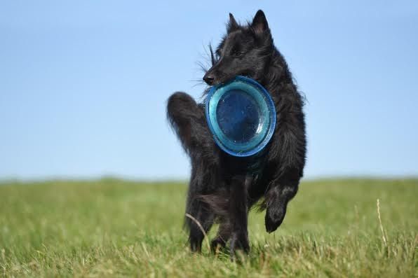 Perro practicando el frisbee