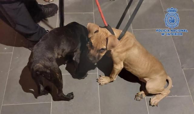 Detenida por abandonar a sus perros: no tenían ni comida ni agua