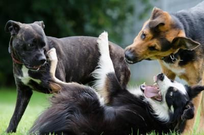 ¿Por qué los perros grandes tienen una esperanza de vida más corta que los pequeños?