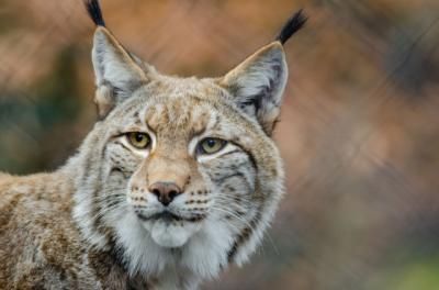 NATURALEZA | Fantástica noticia: 29 camadas y 90 cachorros de lince ibérico