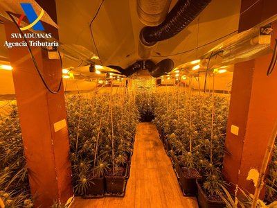 Desmantelan una plantación con más de 300 kg de marihuana