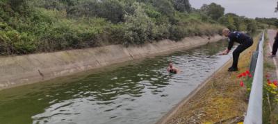 La Policía Local de Talavera salva a dos animales del canal bajo del río Alberche