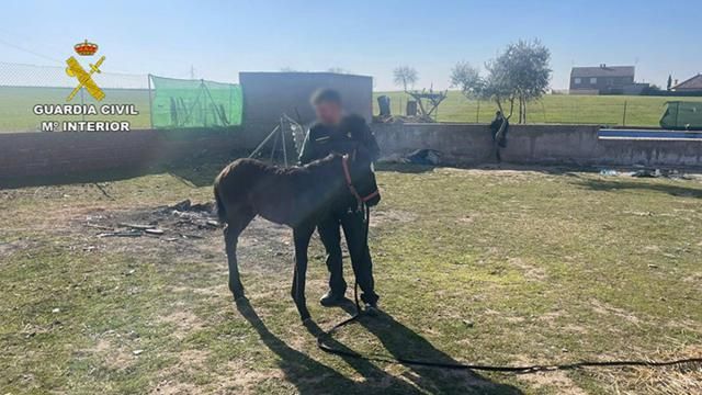 Recuperan un potro que había sido sustraído en una finca