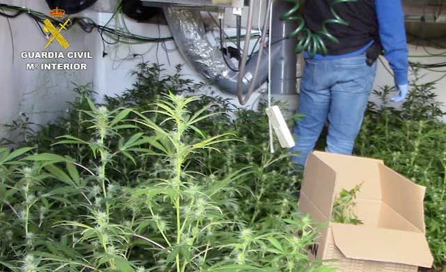 Detiene a tres personas e incautan 1.235 plantas de marihuana