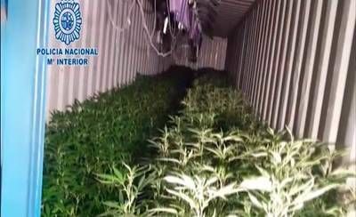 Desmantelado un centro de cultivo de marihuana con más de 3.000 plantas en Calera y Chozas (VÍDEO)