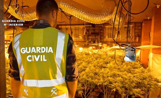 Un detenido en Alberche con 252 plantas de marihuana