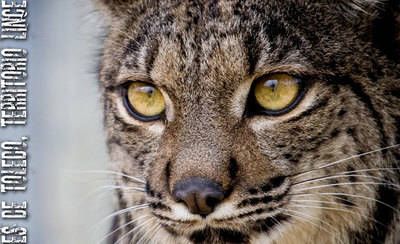 Una carrera en San Pablo de Los Montes para sensibilizar sobre el lince