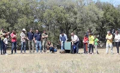 El lince 'Nativo' es el último liberado en la provincia de Toledo