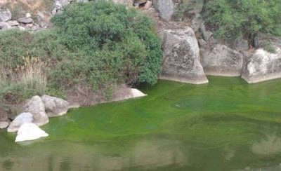 Aparecen manchas verdes en el Tajo a su paso por Toledo