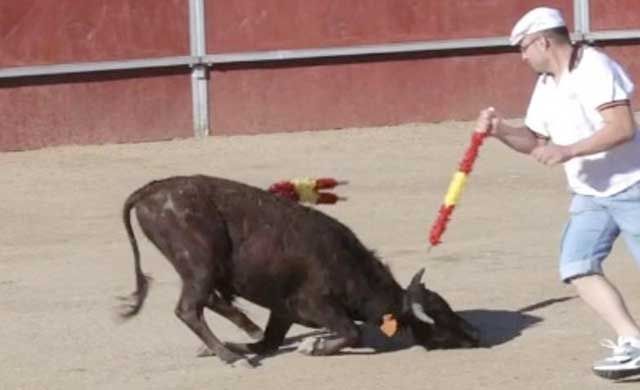 La Junta abre expediente por las becerradas de Valmojado