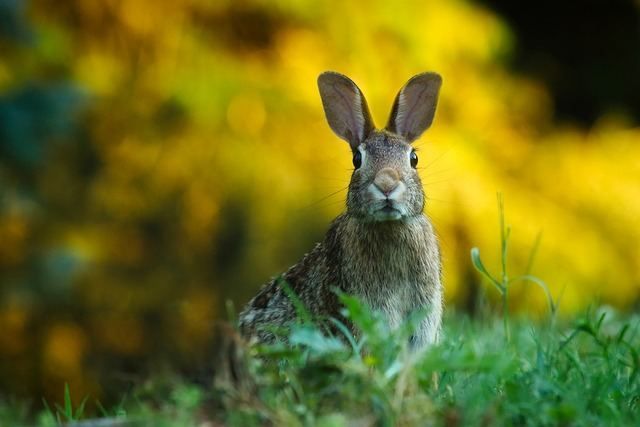 Una medida para apoyar el control biológico del conejo y la conservación de la biodiversidad