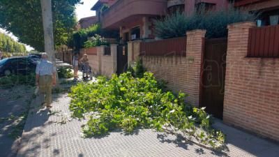 Denuncian el abandono de ramas tras su poda en una calle de Talavera