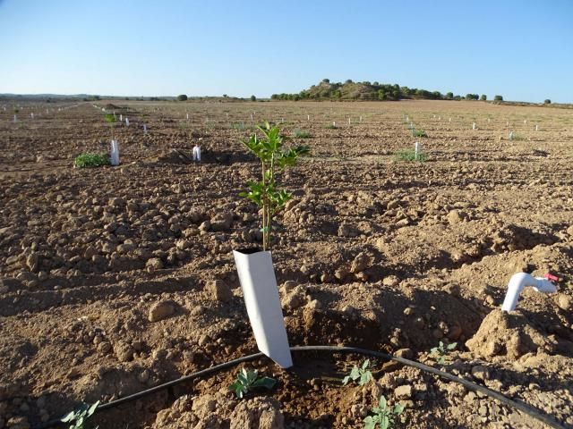 Campos de cultivo de regadío creados ilegalmente en un espacio protegido de la Red Natura 2000, en el Campo de Cartagena (Murcia) © Pedro García / ANSE