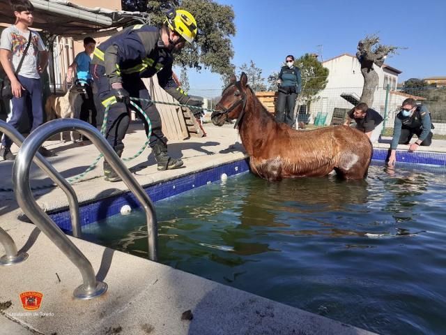 Rescatan a un caballo que se había caído dentro de una piscina