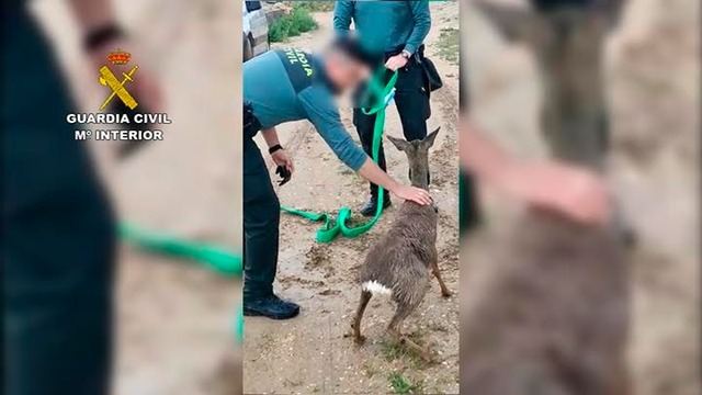 Rescate en el canal del Tajo: el animal, exhausto, era incapaz de salir