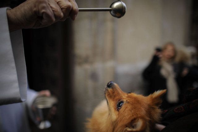 La iglesia de San Andrés acoge hoy la bendición de animales por San Antón