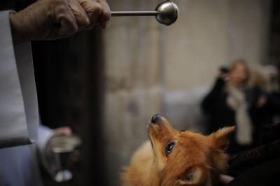 La iglesia de San Andrés acoge hoy la bendición de animales por San Antón