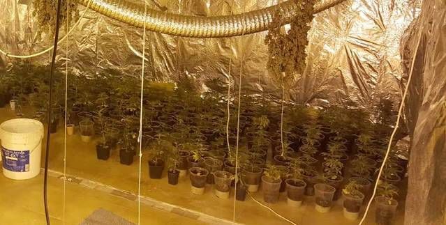 Desmantelado un centro de cultivo de marihuana en Talavera (IMÁGENES)