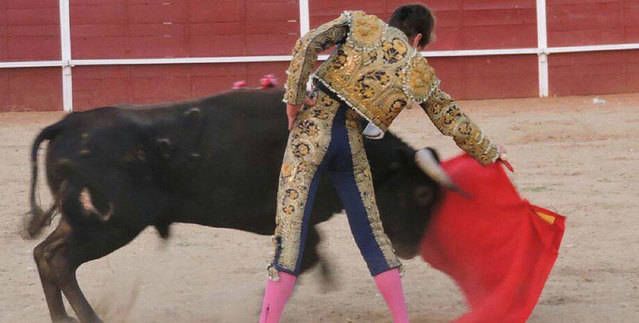 Una corrida sin picadores en Cazalegas