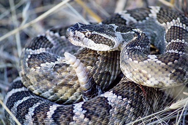 PUEBLA DE MONTALBÁN | Hallada la serpiente de cascabel que mordió a un hombre