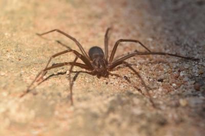 Una araña provoca la amputación de dos dedos de una mano a un joven