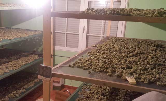 Dos detenidos en Talavera por cultivar 500 plantas de marihuana