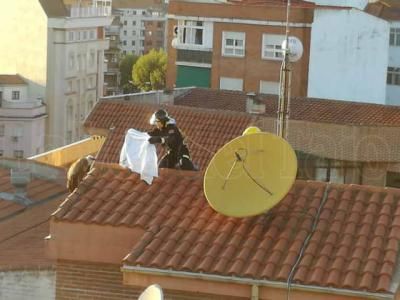 Los bomberos rescatan al buitre leonado en el tejado de un edificio