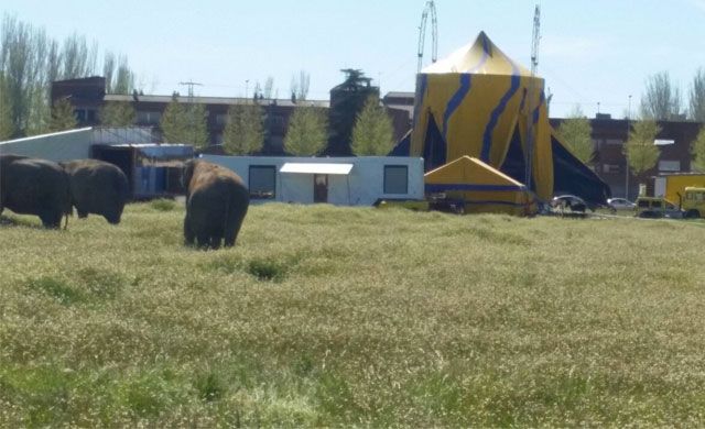 El Ayuntamiento reitera que el circo no tiene permiso para su instalación