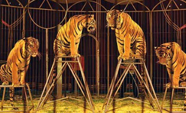 El TSJCM anula la ordenanza del Ayuntamiento de Talavera que prohíbe los circos con animales