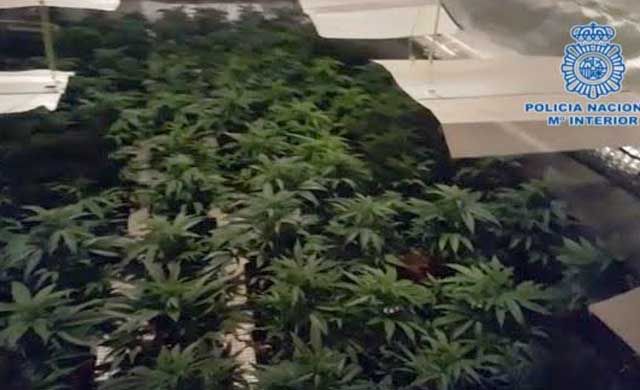 Desmantelado un nuevo centro de cultivo de marihuana con 400 plantas