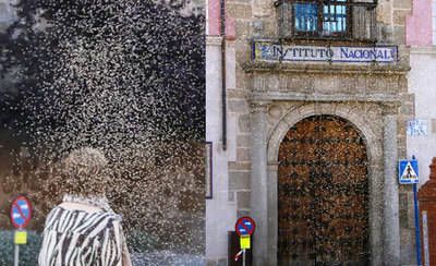 Los mosquitos "van de cortejo" en San Isidro (GALERÍA DE IMÁGENES)