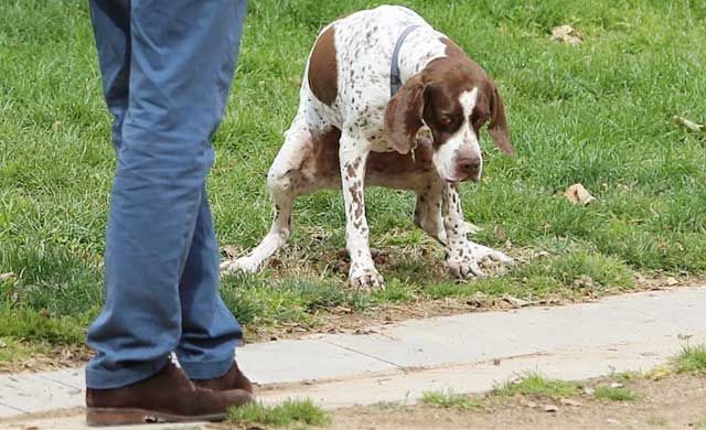 Quejas vecinales por los excrementos de perros en la vía pública