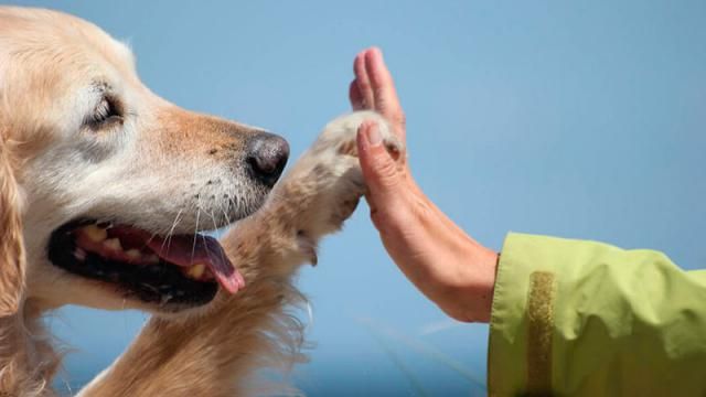 CLM ampliará este año el Programa de Terapia Asistida con perros a 20 centros de mayores de la región