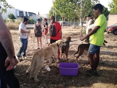 El incendio de Toledo obliga a realojar a medio centenar de perros del centro de acogida San Bernardo