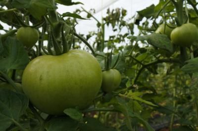 CLM | Publicado el decreto que regula la venta directa para productos de agricultores y ganaderos