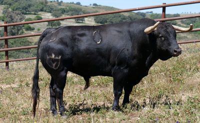 Un joven es embestido por un toro en un encierro por el campo