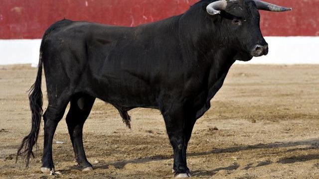 Herido un joven de 18 años tras ser embestido por un toro 