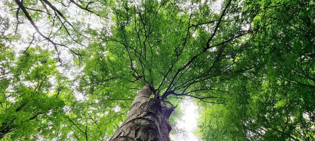 Árbol - Foto: Pixabay