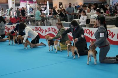 La Exposición Canina sitúa a Talavera en el centro de la atención nacional e internacional