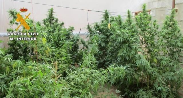 En la actuación policial se han intervenido nueve plantas de marihuana con un peso de 48 kilos