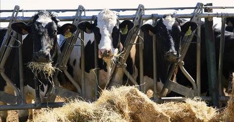 De la tierra a la mesa suben los precios pero no llegan a agricultores y ganaderos