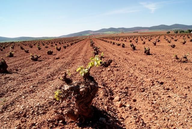 Todos los nuevos jóvenes viticultores recibirán el 100 por cien de la superficie de viñedo