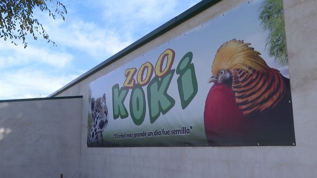 Zoo Koki: Un oasis de biodiversidad en Toledo con más de 150 especies y un fuerte compromiso social