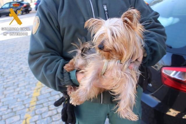 Investigan a dos residentes de Toledo por maltrato animal y estafar con la venta de un Yorkshire Terrier